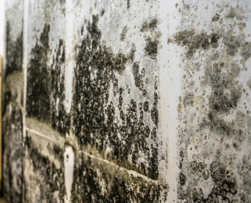 Mold Inspection