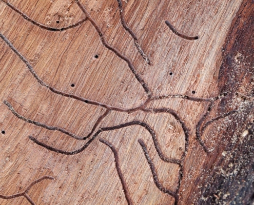 Termite Inspection
