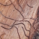 Termite Inspection